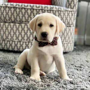 Labrador Puppies For Sale