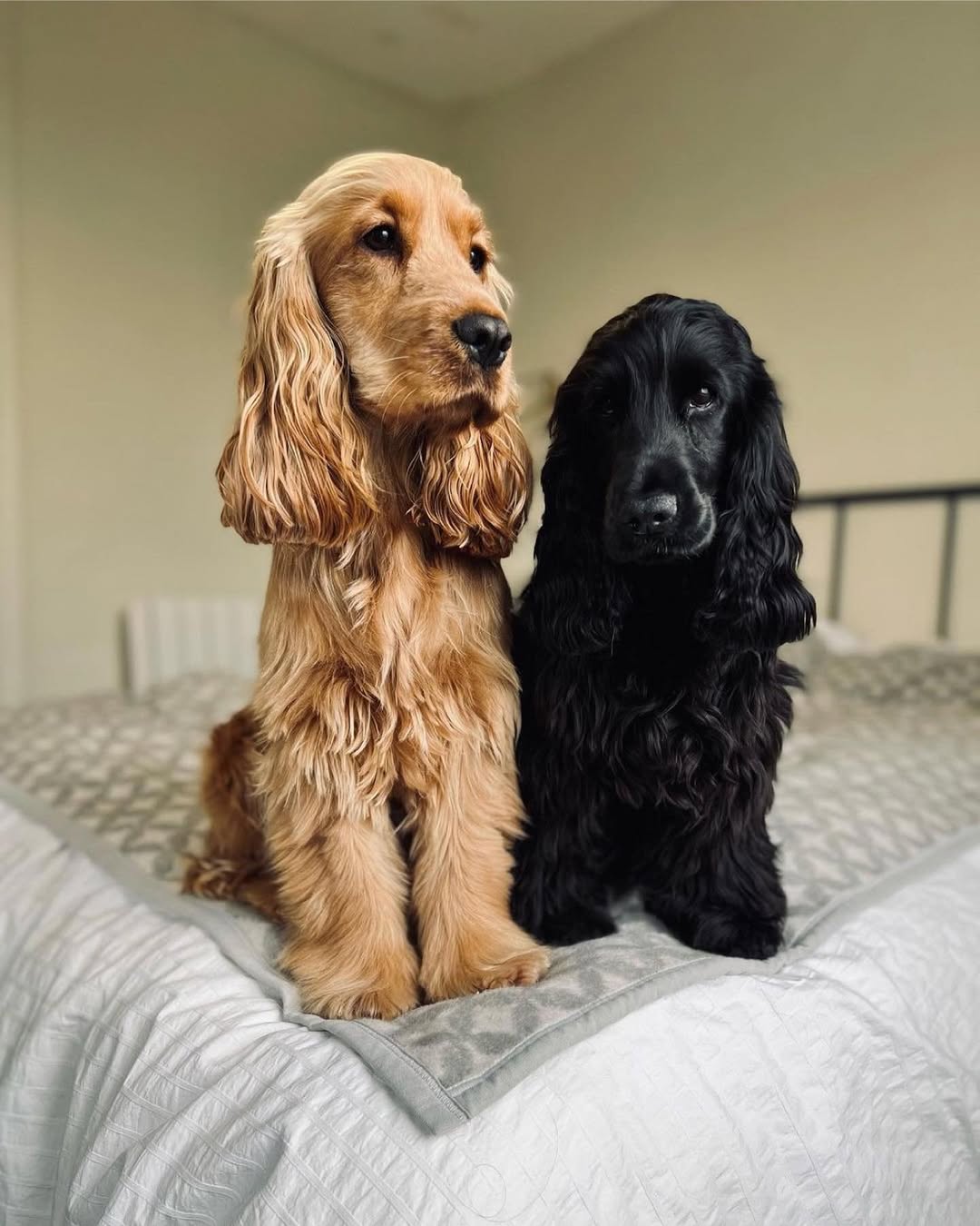 Cocker Spaniel