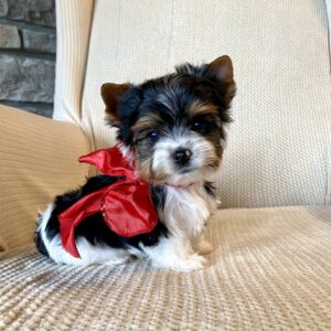 Biewer Yorkie For Sale