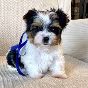 Biewer Yorkie Puppies for Sale