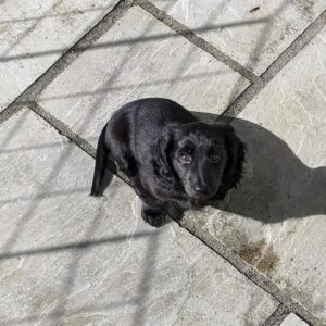 dachshund puppies for sale