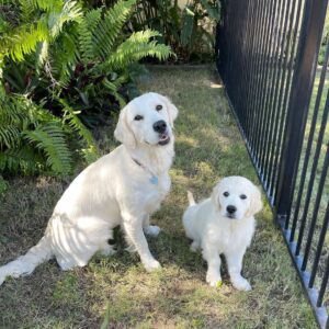 White Golden Retriever Puppies For Sale