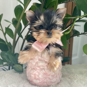 Yorkie Puppies for Sale