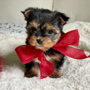 Yorkie Puppies For Sale