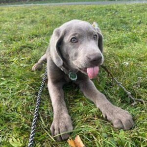 Labrador puppies for sale