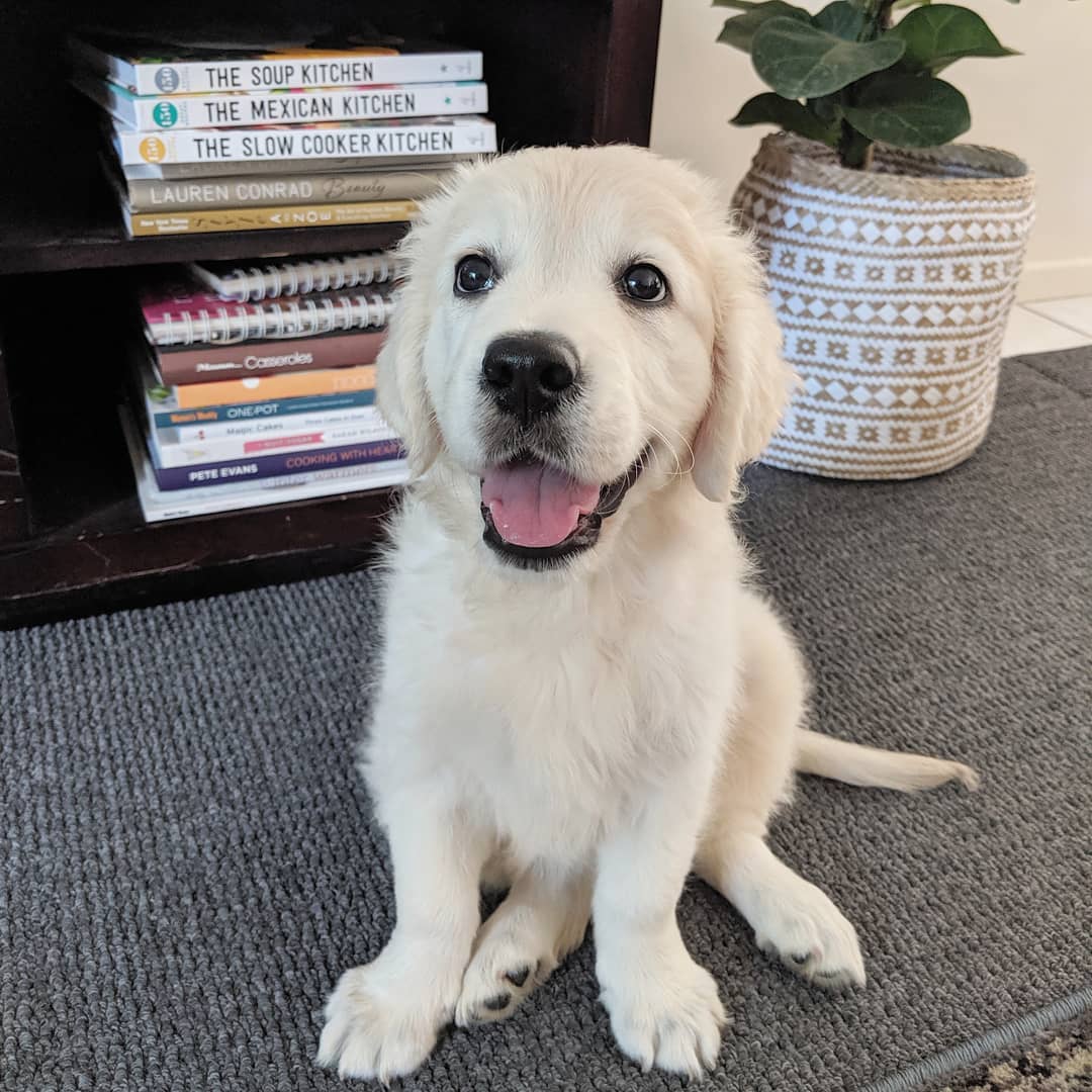 English Golden Retriever Puppies for Sale