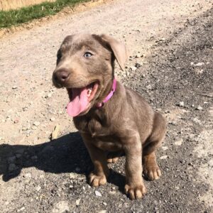 Silver Labrador Puppies For Sale