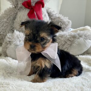 Yorkie Puppies for Sale