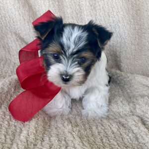 Yorkie Puppies for Sale