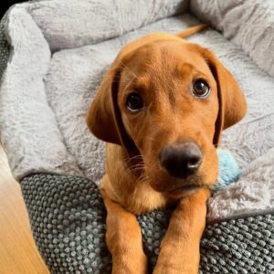 Red Labrador Puppies