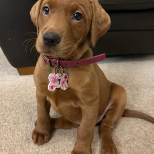 Loyal Labrador Puppies